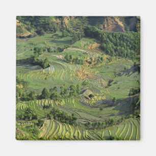 Imán Asia, China, Yunnan, Yuanyang. Patrón de verde 2