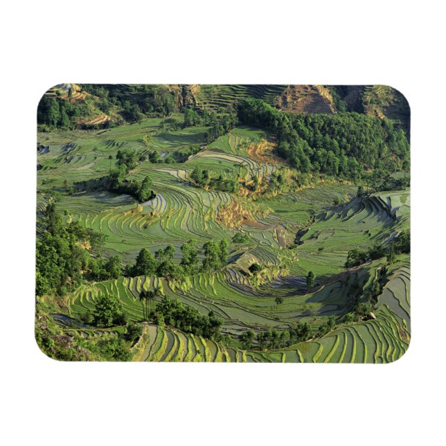 Imán Asia, China, Yunnan, Yuanyang. Patrón verde 2 (Horizontal)