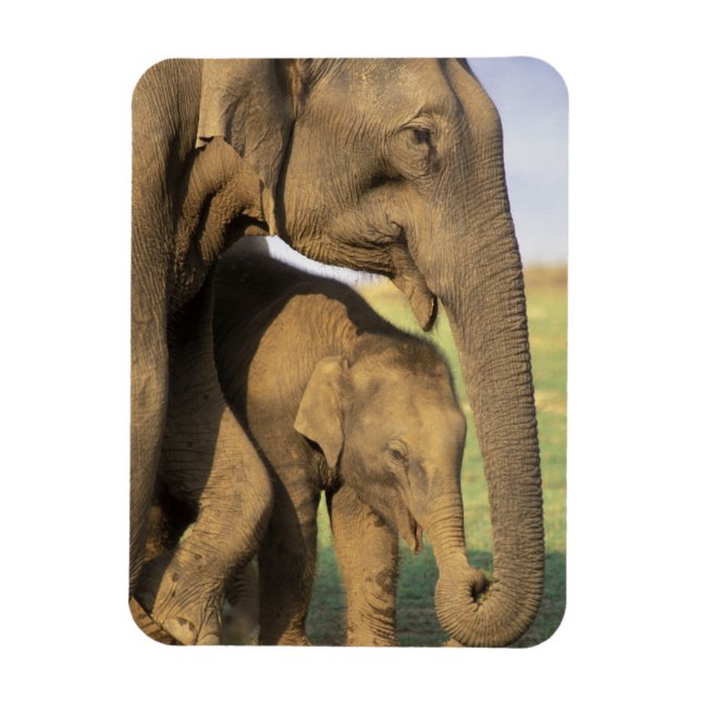 Imán Asia, India, Parque Nacional Nargahole. indio (Vertical)