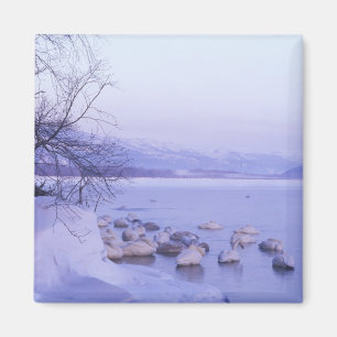 Imán Asia, Japón, Hokkaido, Akan NP, Cisnes enormes