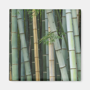 Imán Asia, Japón, Kyoto, Arashiyama, Sagano, Bambú