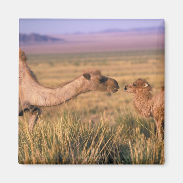 Imán Asia, Mongolia, Desierto de Gobi, Gran Gobi (Frente)