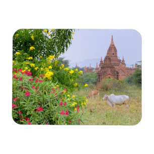 Imán Asia, Myanmar (Birmania), Bagan (Pagan). Vacas