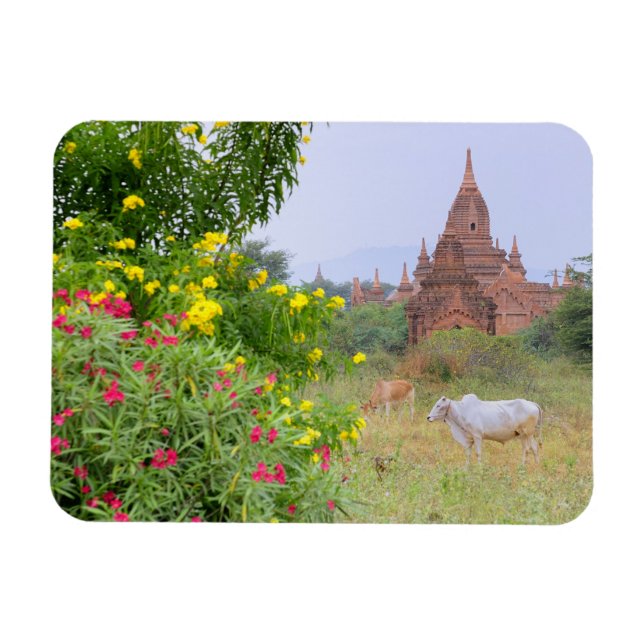 Imán Asia, Myanmar (Birmania), Bagan (Pagan). Vacas (Horizontal)