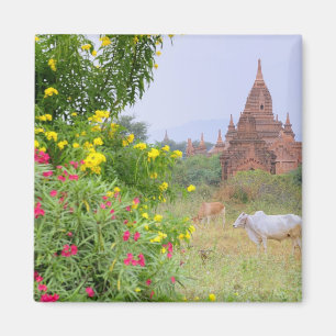 Imán Asia, Myanmar (Birmania), Bagan (Pagan). Vacas