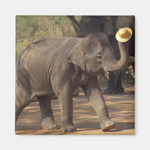 Imán Asia, Tailandia, Lampang Inclinándose con sombrero
