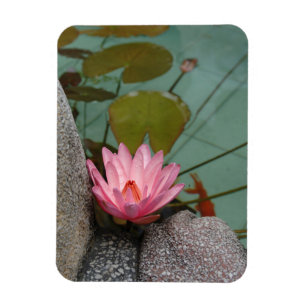 Imán Asia, Vietnam. Nenúfar en un estanque de un templo