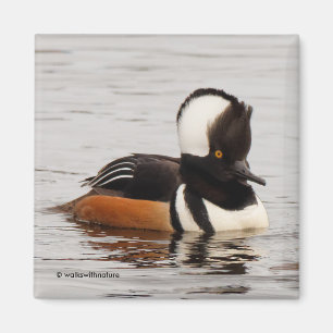Imán Asombroso gallo de Merganser en el estanque