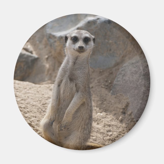 Imán Asombroso Meerkat (Frente)