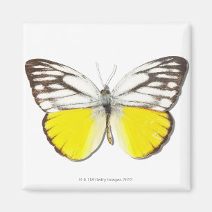 Imán Aspasia de Cepora