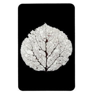 Imán Aspen Leaf Skeleton 1