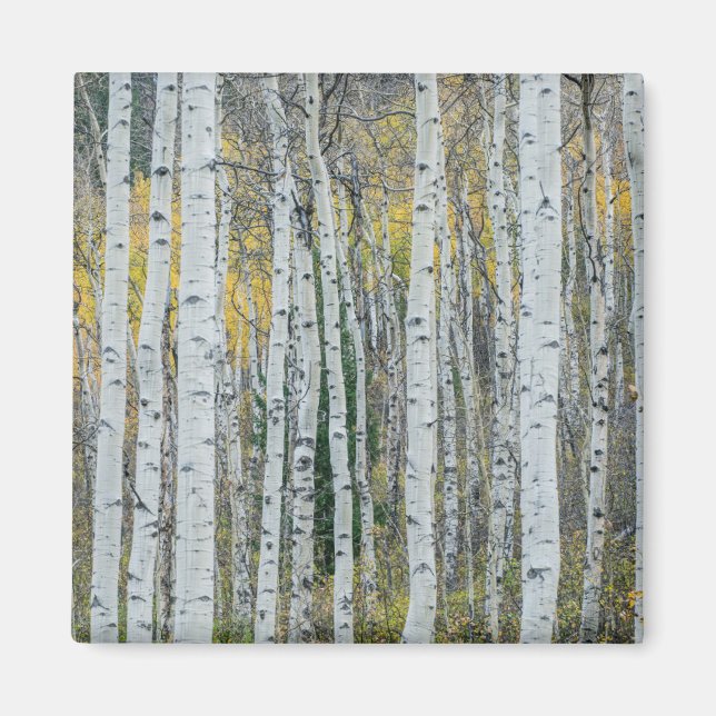 Imán Aspen Tree Trunks | Aspen, Colorado (Frente)