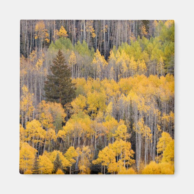 Imán Aspen Trees | Bosque nacional del río Blanco (Frente)