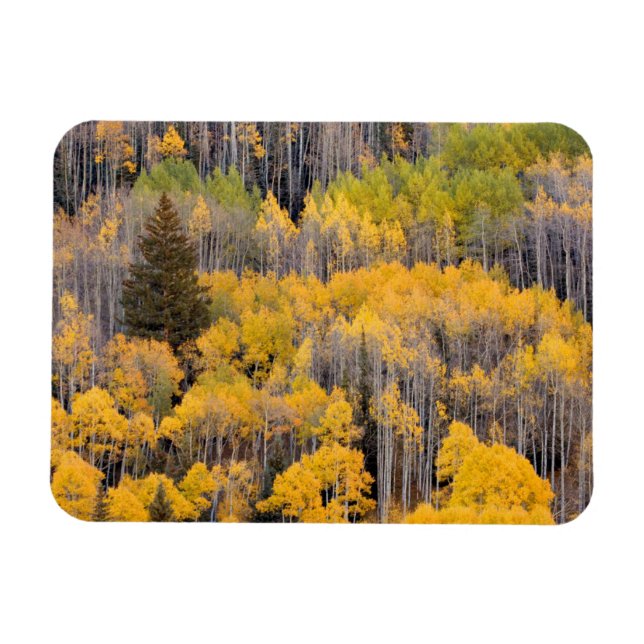 Imán Aspen Trees | Bosque nacional del río Blanco (Horizontal)
