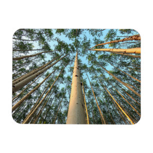 Imán Aspen Trunks And Leaves, Yukón