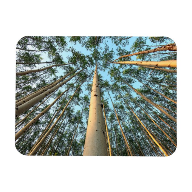 Imán Aspen Trunks And Leaves, Yukón (Horizontal)
