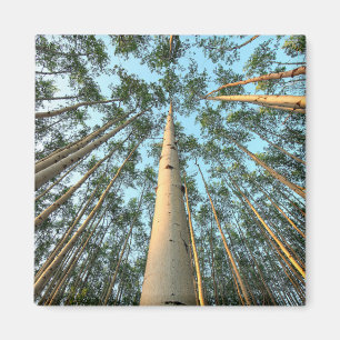 Imán Aspen Trunks And Leaves, Yukón