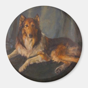 imán áspero del collie