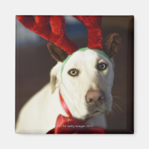 Imán Astas del reno del perro que llevan