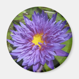 Imán Aster azul