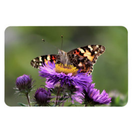 Imán Asters perennes de Lady Butterfly 4x6