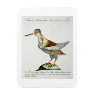 Imán Ataque desde un escondite, c.1767-76 (el grabado