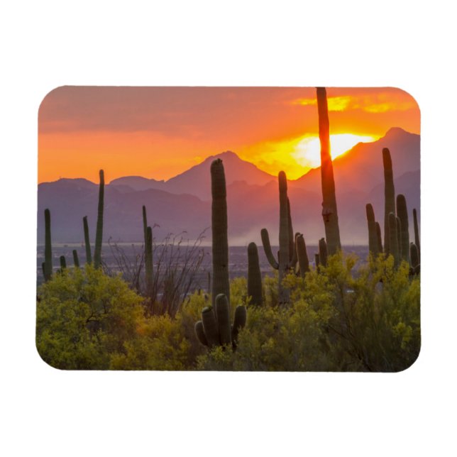 Imán Atardecer de cactus del desierto, Arizona (Horizontal)
