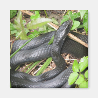 Imán Atardecer de serpiente negro