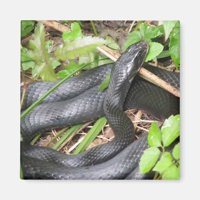 Imán Atardecer de serpiente negro (Frente)