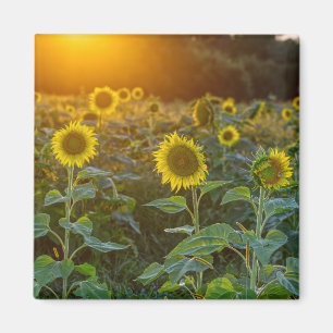 Imán Atardecer En El Campo Del Girasol