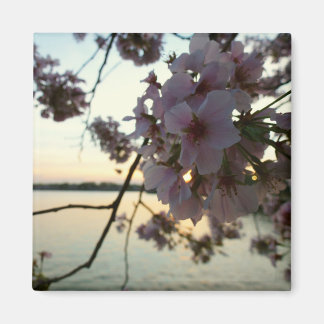 Imán Atardecer en flor de cerezo en Washington DC