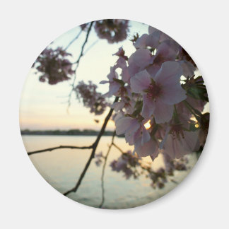Imán Atardecer en flor de cerezo en Washington DC