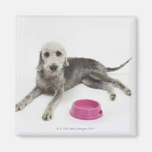 Imán Atención de mascotas, salud y nutrición de los mas