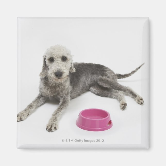 Imán Atención de mascotas, salud y nutrición de los mas (Frente)