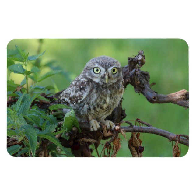 Imán Athene noctua (Horizontal)