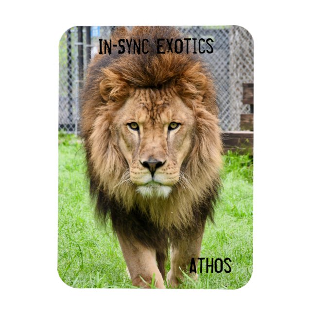 Imán Athos Lion - (Vertical)