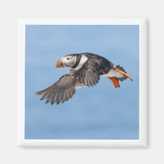 Imán Atlantic Puffin 2x2 magnet