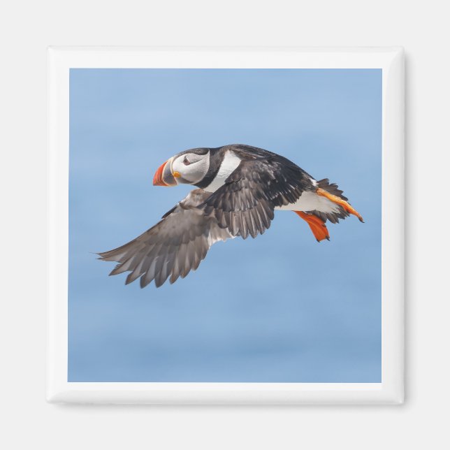 Imán Atlantic Puffin 2x2 magnet (Frente)
