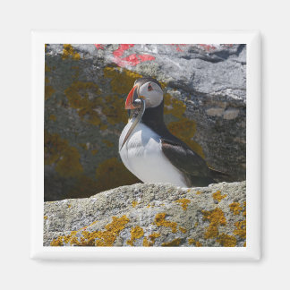 Imán Atlantic Puffin with fish 2x2 magnet