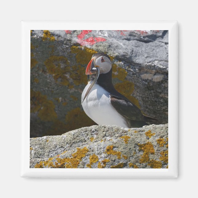 Imán Atlantic Puffin with fish 2x2 magnet (Frente)