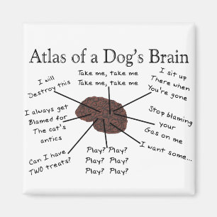 Imán Atlas del cerebro de un perro