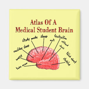 Imán Atlas del cerebro del estudiante de medicina