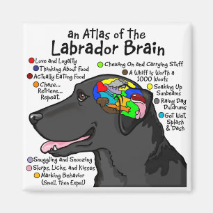 Imán Atlas negro del cerebro de Labrador