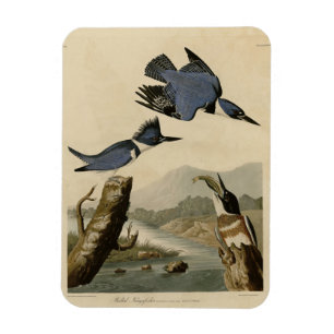 Imán Atorcido pescador de los pájaros de América de Aud