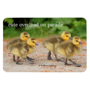 Imán Atractivo en el desfile: Goslings Canada