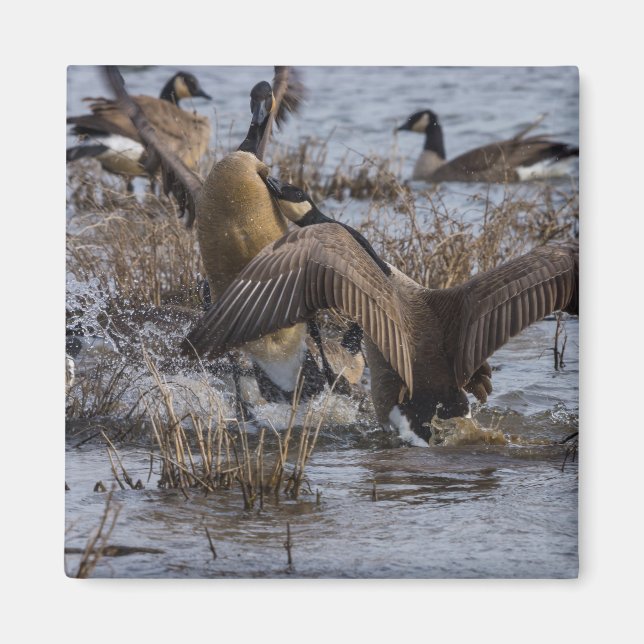 Imán Atrás (Frente)