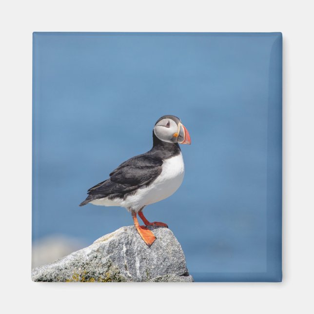 Imán Atún de aleta atlántica en Maquias, Maine (Frente)