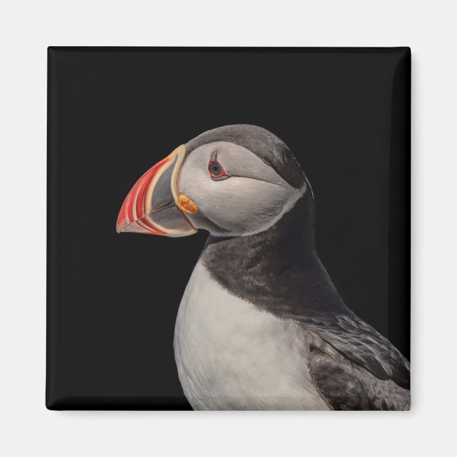 Imán Atún de aleta atlántica en Maquias, Maine (Frente)