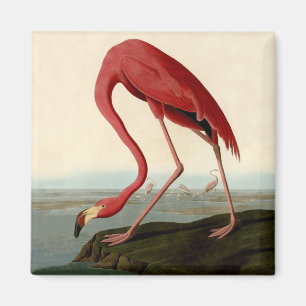Imán Audubon American Flamingo