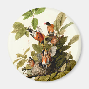 Imán Audubon American Robin Wildlife Bird Ilustracion